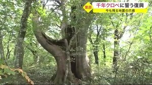 困難に負けない…日本有数の巨木「千年クロベ」 栗駒山に隠れた名所〈宮城〉