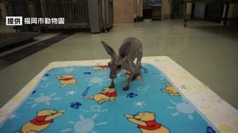 赤ちゃんカンガルー 命の危険からすくすく成長 母は亡くなったが 飼育員が 父親 に 福岡発