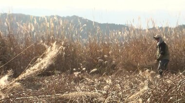 黃金色に染まるススキ 35ヘクタールを1日2萬歩あるいて刈り取り…殘したい晩秋の風景【巖手発】