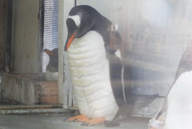 “腹筋バキバキ”のペンギンが話題…羽毛の中もマッチョなのか水族館に聞いてみた