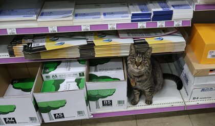 「終わっていますよ」コピー用紙の在庫管理をする文具店の看板猫が有能！普段の仕事っぷりを聞いた