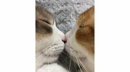 「なんと尊い光景」鼻をピッタリ寄せて眠る双子猫の姿に癒される…よくシンクロする？“仲良しな日常”を飼い主に聞いた