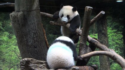 双子の赤ちゃんパンダ　きょうから“異例”の一般公開　コロナで上野動物園閉園の中 3日間限定