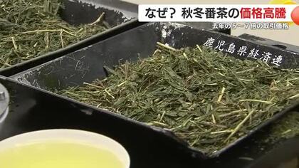 【なぜ？】秋冬番茶の価格高騰　2024年の5～7倍の取引価格　背景に世界的な抹茶ブームか