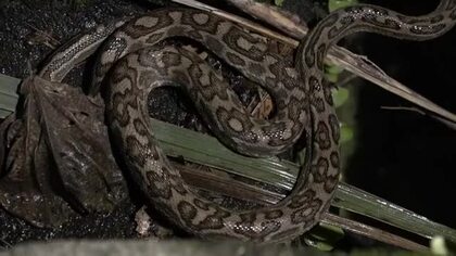 奄美群島でハブに左足首かまれ男性死亡　鹿児島県内での死者は2014年以来