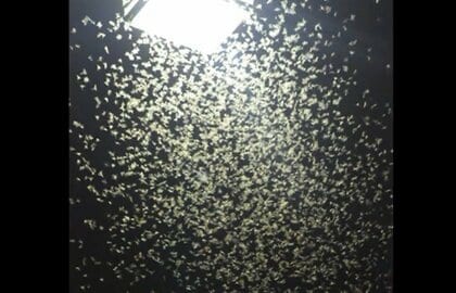 真夏に「雪」が降った？仙台の夜を覆った“白い群れ”の正体は「カゲロウ」道路が真っ白・スリップ事故やアレルギーの危険性があるも「大量発生の原因は不明」