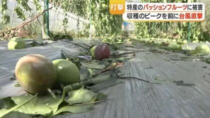 台風6号　奄美大島のパッションフルーツ農家に直撃　100キロ落下・廃棄　残る果実も出荷困難の恐れ