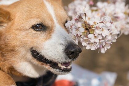 5割超が愛犬とお花見を経験｜飼い主200人への調査で分かった「良かったこと」と「大変だったこと」【コノコトトモニ】