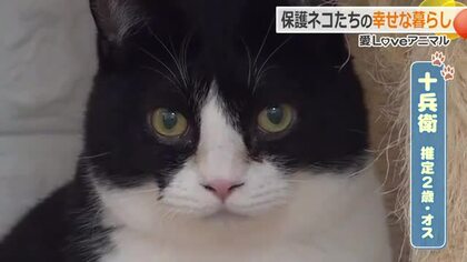 ガリガリで衰弱、目も開かなかった体重950グラムの保護猫が…お目めパッチリ9キロの“貫録”ネコに　福井