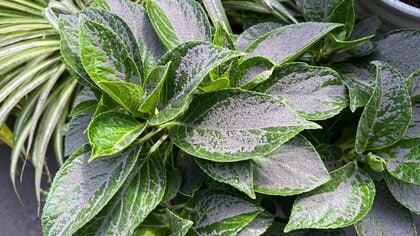 火山が噴火すると一番やっかいなのが「火山灰」。京大名誉教授が指摘するただの灰ではない“ガラス片”がもたらす健康被害