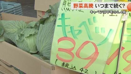 【キャベツ1玉39円】高騰続く中で驚き価格で野菜提供する店舗の企業努力　全国平均キャベツ1キロ当たり553円で平年の約3.4倍　春キャベツ出るころは落ち着くか