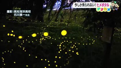 波川公園でホタルの観察会「まるでイルミネーション」チカチカ光るヒメボタルが見頃【高知】