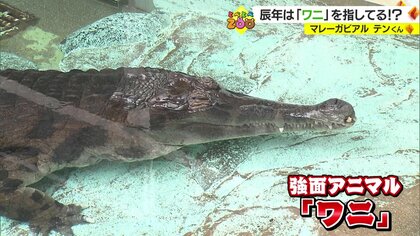 「辰」はワニ？ 実は縁起が良い強面アニマルの秘密に迫る　“年男”“年女”にも注目【愛媛発】