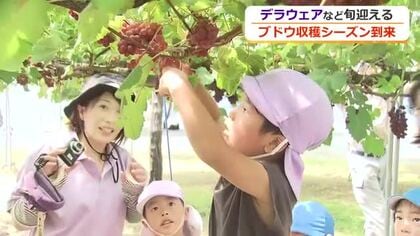 「めっちゃ甘い！」あわら市の観光ブドウ園で園児が摘み取り体験　雨少なく甘さたっぷり　摘み取りは9月末まで