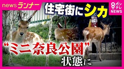 奈良公園のシカが“奈良公園外”にすみつき…『ミニ奈良公園』状態に　閑静な住宅街に多数のシカ　『食害・フン・通行妨害』住民も頭抱える