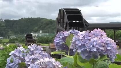 「安並水車の里」涼し気な水車と色鮮やかなアジサイ500株が見頃　田園風景に癒やされて【高知】