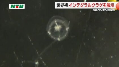 「インテグラルクラゲ」を世界で初めて展示　橘湾で発見され新種のクラゲとして登録