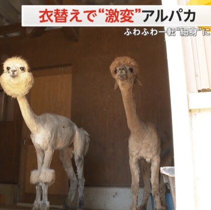 【夏前の風物詩】アルパカの衣替え「モコモコが…」すっきり「気持ちよさそう」　刈られた毛は3頭で4.5kgに　新潟・胎内