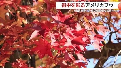 街中を彩る「アメリカフウ」　身近な街路樹も紅葉中　鹿児島市
