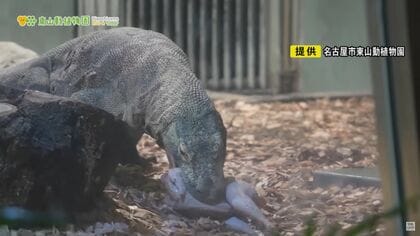 ネズミを一瞬で丸飲みに…『コモドドラゴン』東山動植物園で23日から