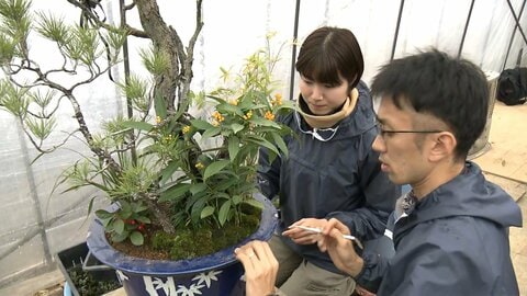 皇居で新年用盆栽「春飾り」の準備…樹齢150年超の梅の古木を中心とした伝統的盆栽　30日までに宮殿や御所など飾り付け