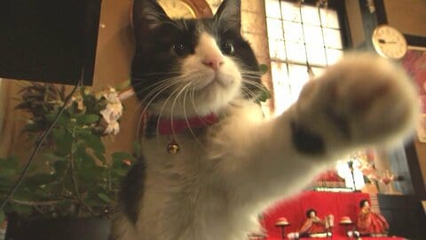 22日は猫の日「看板猫ランキング」で悲願の2位に　九重町の“かぼす”ちゃん　野良猫だったところを女将が保護　貫禄の佇まいで宿泊客を魅了【大分発】