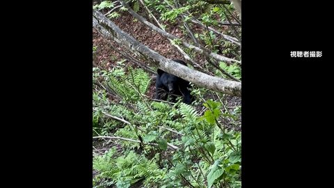 ATMにクマ激突しガラス戸破壊　“春クマ”市街地に続々　こども園ではクマスプレー・ホイッスル常備　東京・八王子でも出没