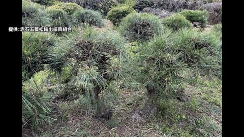 「本当に許せない」盆栽50本が“根こそぎ”盗難　輸出直前の「赤石五葉松」など被害額500万円　愛媛・四国中央市