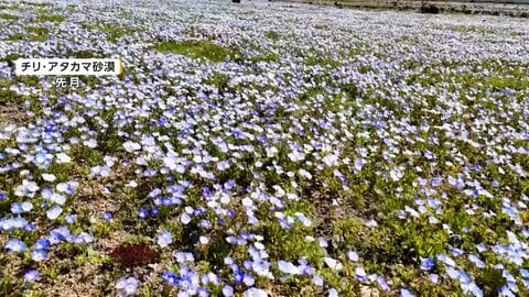 数年に一度、花が咲き誇るチリの砂漠　休眠状態の種・球根が大雨で一斉に芽吹く　チェコで川が干上がり「ムール貝」数十万匹が露出