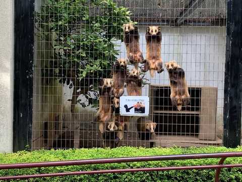ものすごい視線を感じる アナグマが集団で訴えていることを盛岡市動物公園に聞いてみた