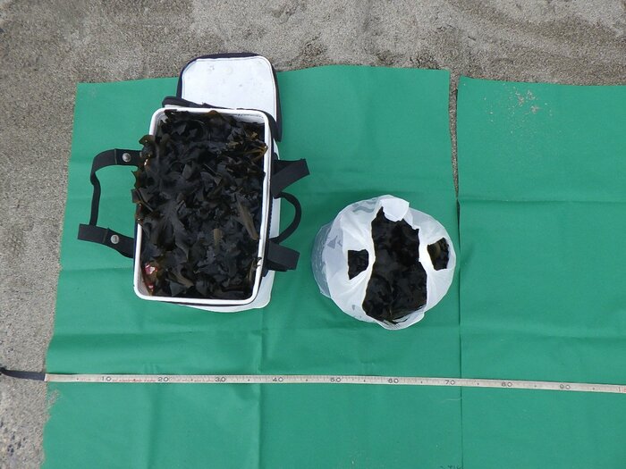 男が密漁したワカメ(提供:新潟海上保安部)