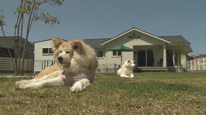ドッグステイハウスDog’sで過ごす犬たち