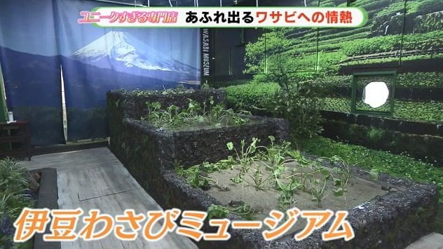 屋内に再現されたワサビ田