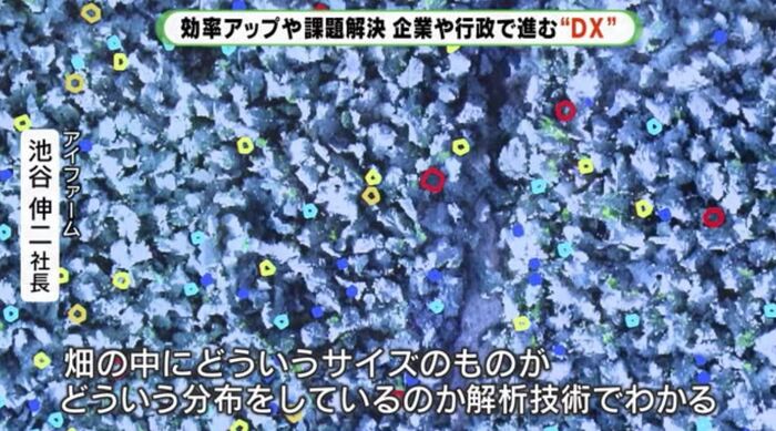 ドローン画像の色でサイズを識別(提供:SkymatiX,Inc.)