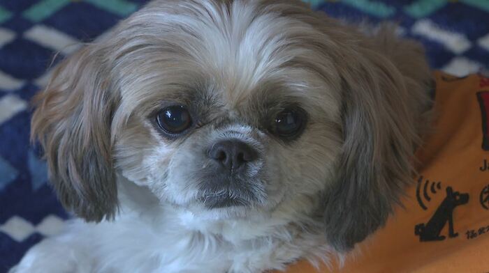 聴導犬の「てい」