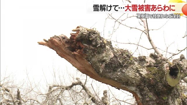 果樹の木々をここまで育てるには相当の年月が必要