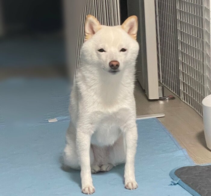 なんとも言えない、座り方と表情のソルちゃん
