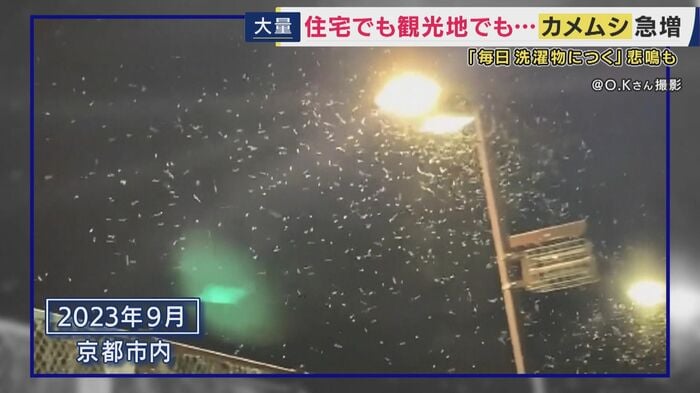 3年前の大量発に比べると”少ない”ものの…