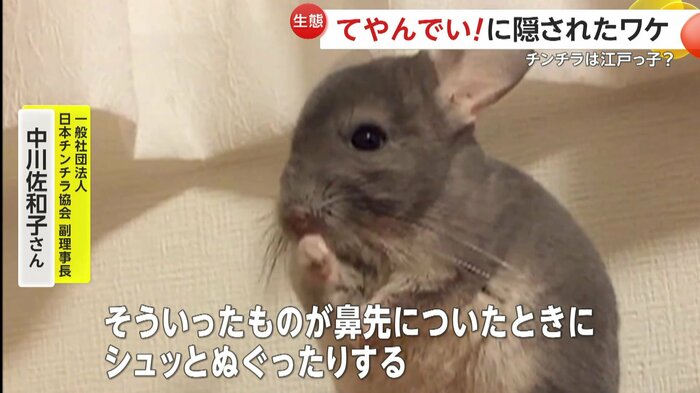 実はチンチラは鼻先をぬぐう仕草をよくみせるという(提供:@kaori_uniikura)