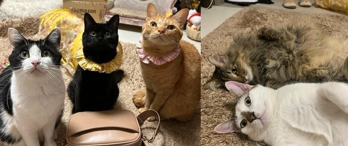 左側:左から陽葵ちゃん、希空くん、ちまきくん 右側:上がみんくちゃん、下が咲楽くん