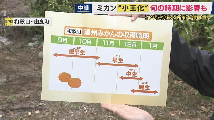 和歌山県のみかんの栽培スケジュール