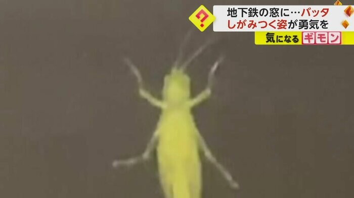 バッタは触覚やお腹をプルプル震わせている