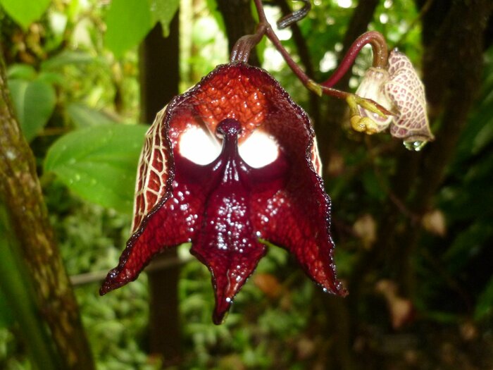 アリストロキア サルバドレンシス(提供:京都府立植物園)