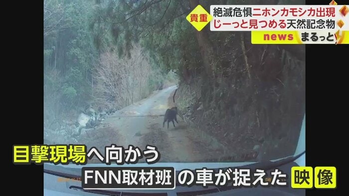 林道で、車の前を黒い影が横切った