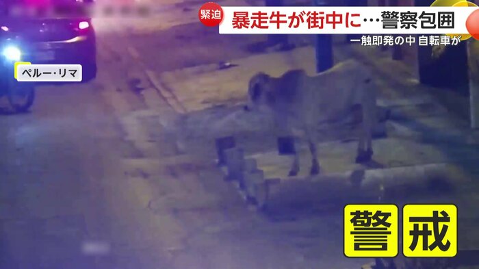 周囲を警戒する牛(Municipalidad de Santa Anita)