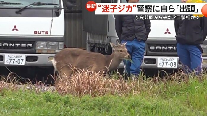 のんびり草を食べているシカ