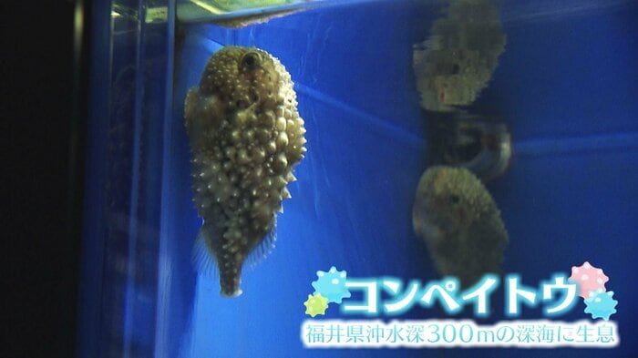 深海魚コンペイトウ