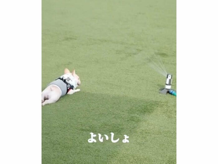 提供:むぎさん