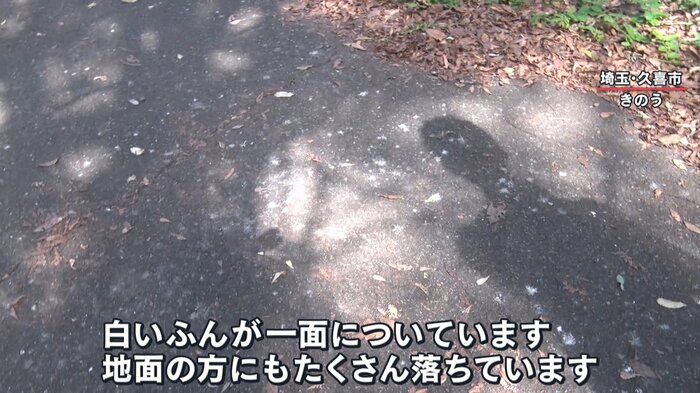 公園の遊歩道はふんだらけ