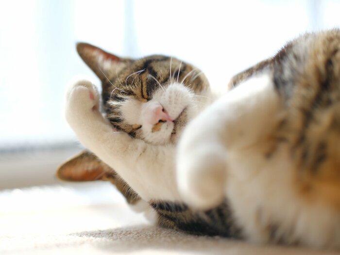 猫の“顔洗い”(イメージ)